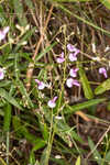 Pine barren ticktrefoil